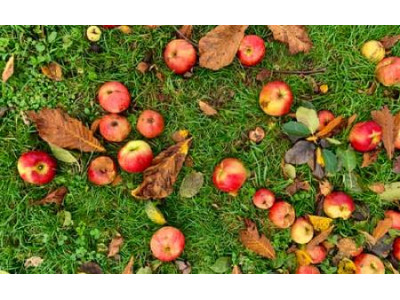 Опале листя: коли осіннє листя може стати причиною великих проблем?