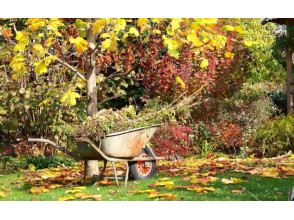 Осіннє прибирання в саду: як правильно підготувати ділянку до зими